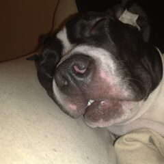Do not disturb..Im sleeping :-) ( Senna,.op de foto 6mnd)