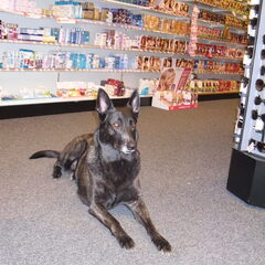 dit is onze Hollandse Herder Wayca zij is 5 jaar oud en…