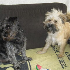 onze twee lieve spaanse hondjes.