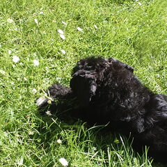 Terry (8wkn.) in de tuin
