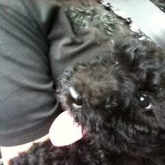 Terry in de auto, op weg naar huis.