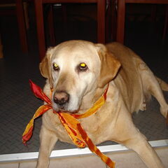 feestbeest