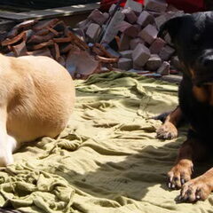 Bo en Bobby samen buiten