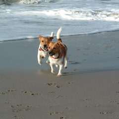 Suzie en Pita aan het strand bij Hoek van Holland