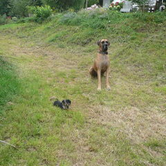 Hij is groot en ik is klein! Foppe de duitse Dog van mijn…