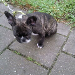 hier was ze nog klein mijn franse buldog