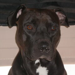 Dit is mn mannetje Viggo