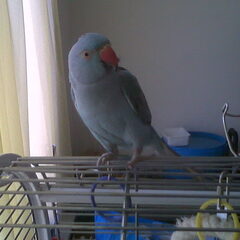 onze kikie een reuze lieve halsband.
