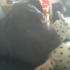 ik kan niet zonder mijn knuffel