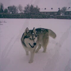 Ty: husky in de sneeuw 2