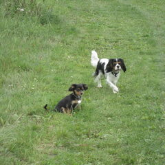 Snowy en Rocky aan de plas