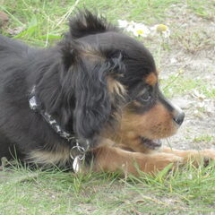 rocky 15 weken