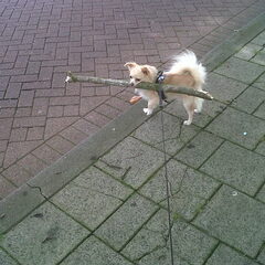 Hoe groter de stok hoe beter!