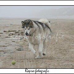 Nikita: malamute op het strand