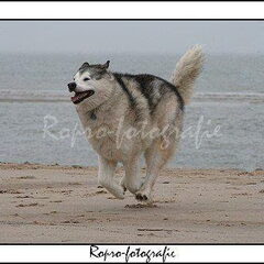 Nikita: malamute op het strand 2