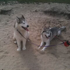 Ty en Nikita: husky en malamute in de duinen