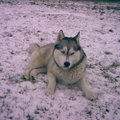 Husky Ty in de sneeuw