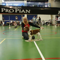 Ollie 5 maanden op de WSSC clubmatch, 3e baby reu geworden!