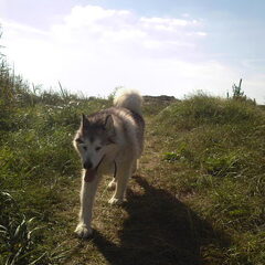 Nikita: lekker wandelen de duinen