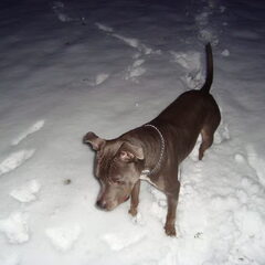 Luna afgelopen winter in de sneeuw, dat was pret!!