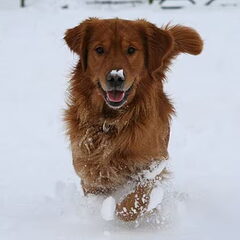Joepie sneeuw!