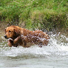 Sticker kan over water lopen!