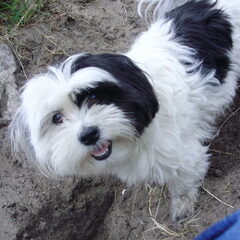 Dit is mijn oogappeltje "Chica" ze is alweer 4 jaar en the…