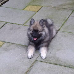Mandy, hier 3 á 4 maanden oud.