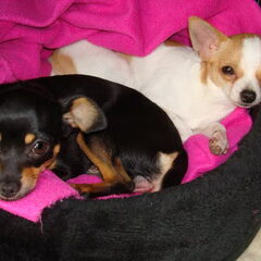 Chica en Bibi