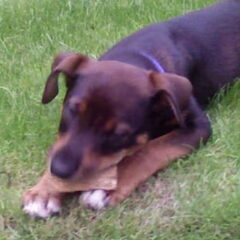 senna geboren 02-05-2007