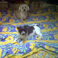 sheena en diva
