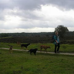 bello op de hei