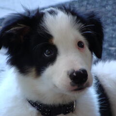 Een schattig koppie...