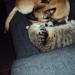Tayco en Wicky lekker slapen op de bank