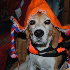 Taco oranje fan