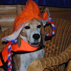 Taco oranje fan