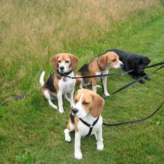 samen wandelen