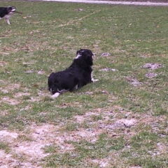 kaily