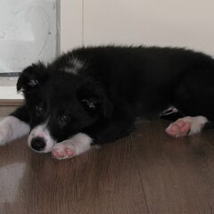 Zaza 12 weken.
