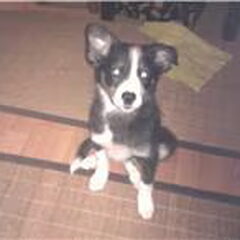 Onze 11 weken oude Border Collie, schatje.