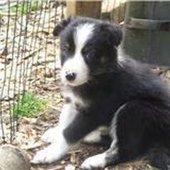 Hier is ze 6 weken en nog in het nest.