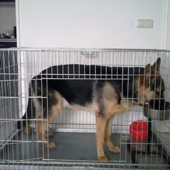 Benji 7,5 maanden (grootste maat bench)