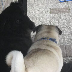 Lady met de mops van mijn oudste dochter