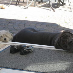 godo en bengie