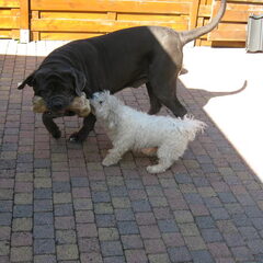 godo en bengie