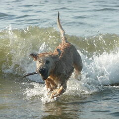 shannagh in actie