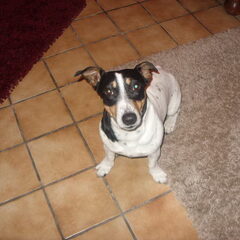 onze jack een Jack Russell een en al dinamiet hahahahaha
