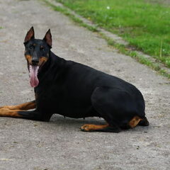 Even poseren