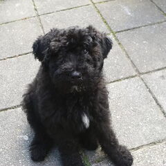 Terry 12 wkn. Ze begint echt enorm lange pootjes te…