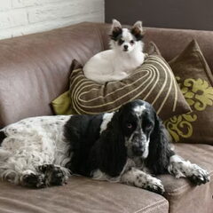 Bindi de chihuahua is klein maar komt overal bij.hahha
